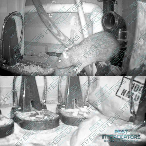 Pest Interceptors - 2 Pack Heavy Duty 'L' Shape NANO, Tombstone Traps, Reusable Easy To Set and Use for Rats & Mice