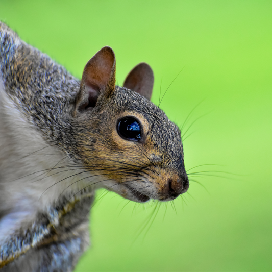 Squirrels and the damage they can do