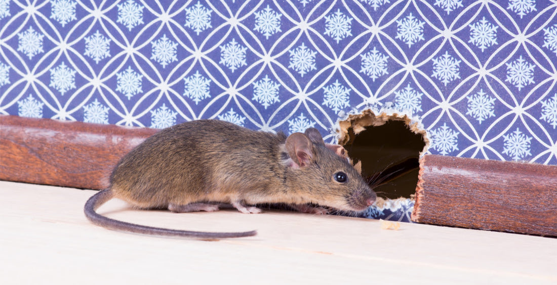 Why Using Poison for Mouse Infestations is Harmful