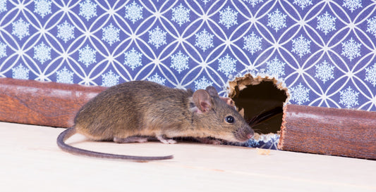 Why Using Poison for Mouse Infestations is Harmful