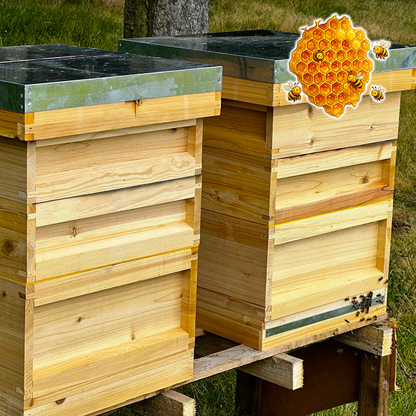 National Beehive x 1 - Complete Beehive with all frames and wax foundation - (pine)