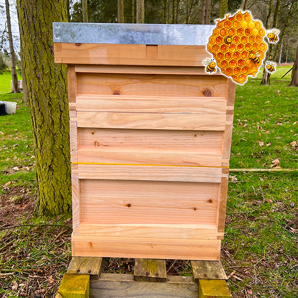National Beehive x 1 - Complete Beehive with all frames and wax foundation - (pine)