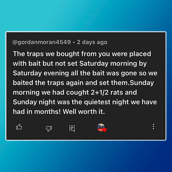 2 x Black Cat Rat Trap - Genuine