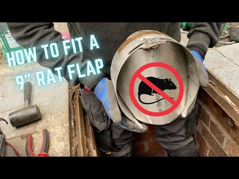 Rat Pest Control – PEST INTERCEPTORS